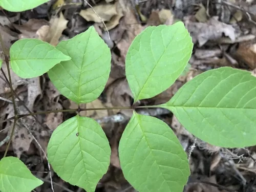 White Ash (Fraxinus americana), photograph