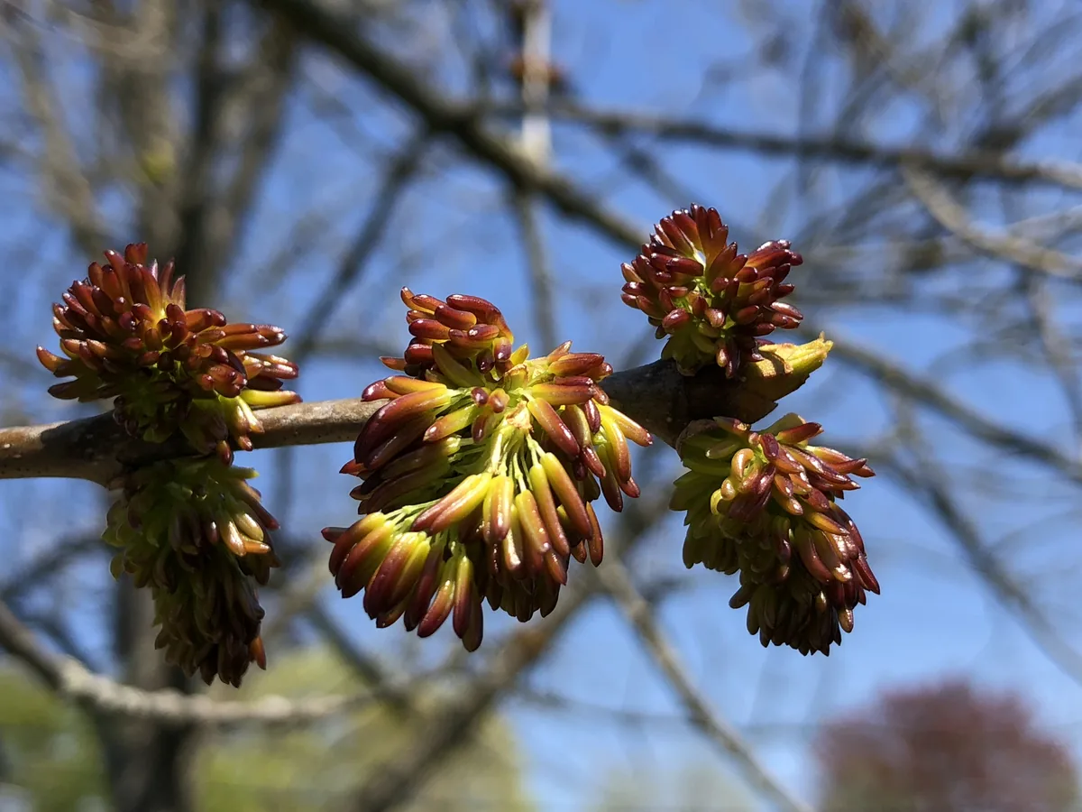 Photo: Famartin · CC BY-SA 4.0 · via Wikimedia Commons white ash (Fraxinus americana), photograph