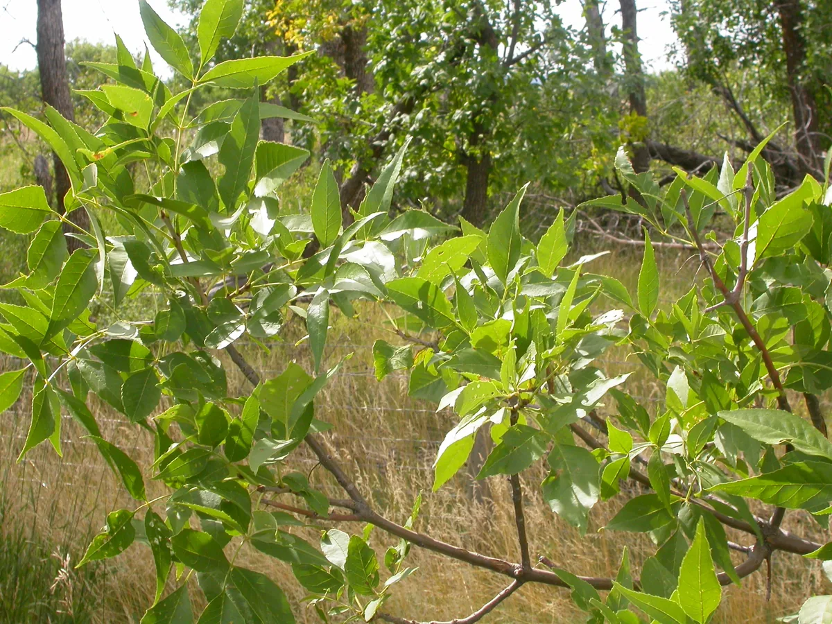 Green Ash (Fraxinus pennsylvanica), photograph