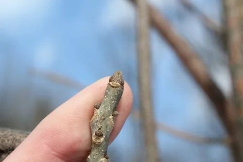 Green Ash (Fraxinus pennsylvanica), photograph