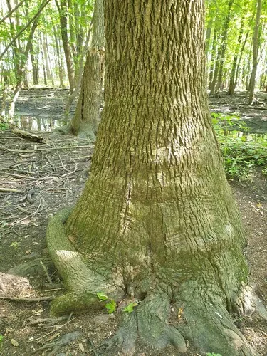 Green Ash (Fraxinus pennsylvanica), photograph