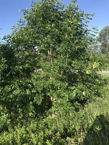 Photo: no rights reserved · CC0 · via iNaturalist green ash (Fraxinus pennsylvanica), photograph