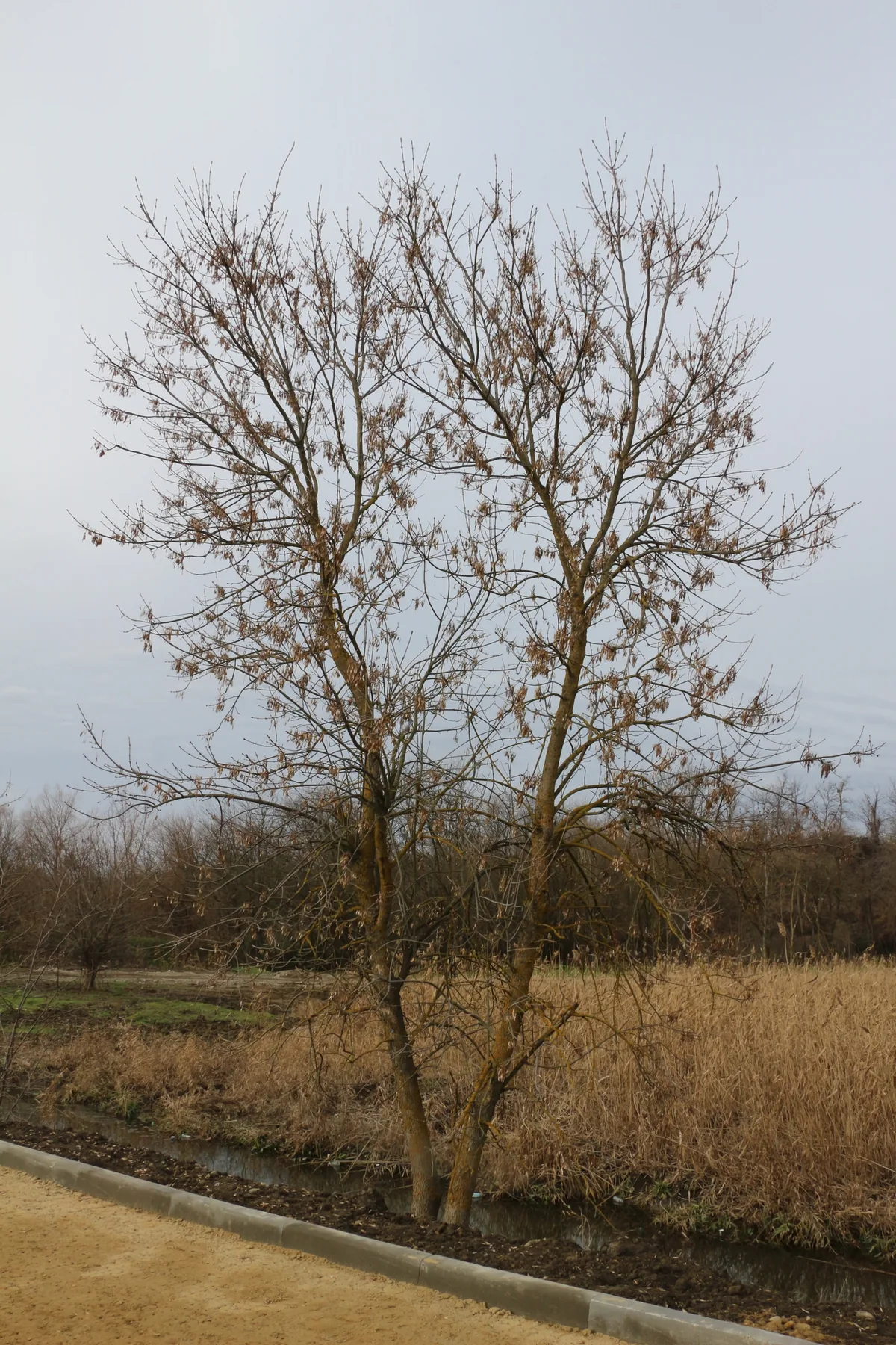 Green Ash (Fraxinus pennsylvanica), photograph