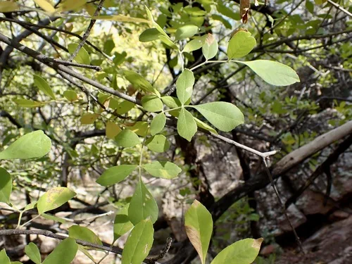 Velvet Ash (Fraxinus velutina), photograph