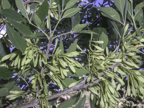 Velvet Ash (Fraxinus velutina), photograph
