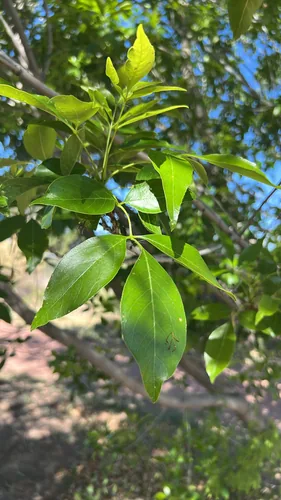 Velvet Ash (Fraxinus velutina), photograph