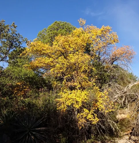 velvet ash (Fraxinus velutina), photograph