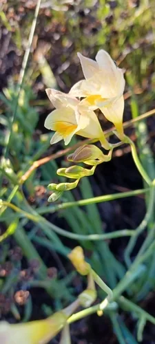 Freesia Refracta (Freesia refracta), photograph