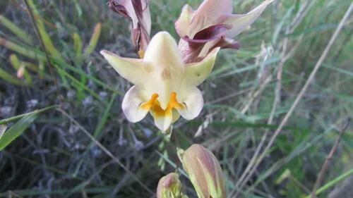 Freesia Refracta (Freesia refracta), photograph