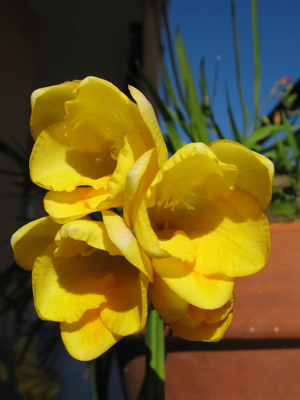 Photo: Senet · CC BY-SA 3.0 · via Wikimedia Commons freesia (refracta) (Freesia refracta), photograph