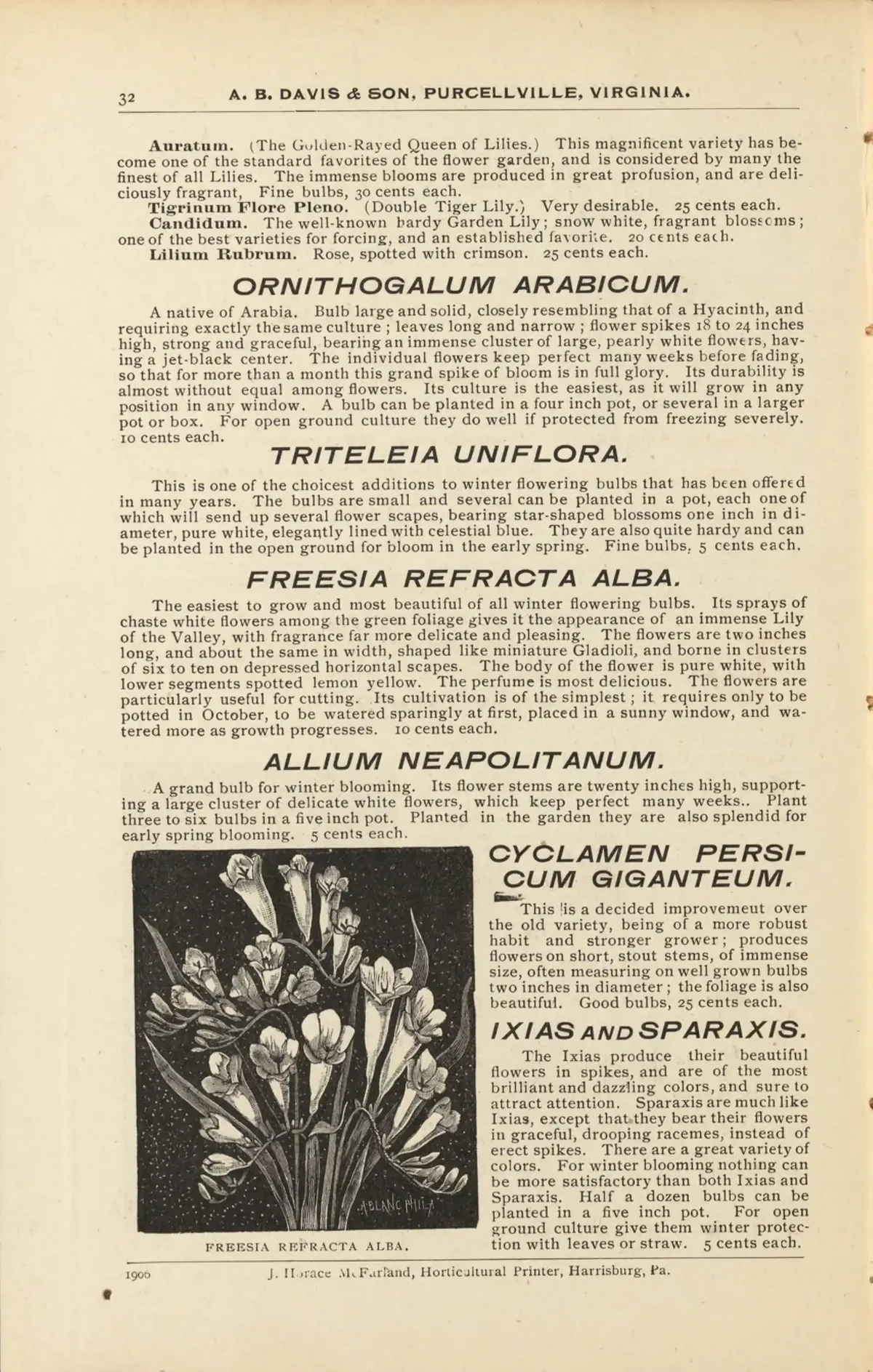 Freesia Refracta (Freesia refracta), botanical illustration