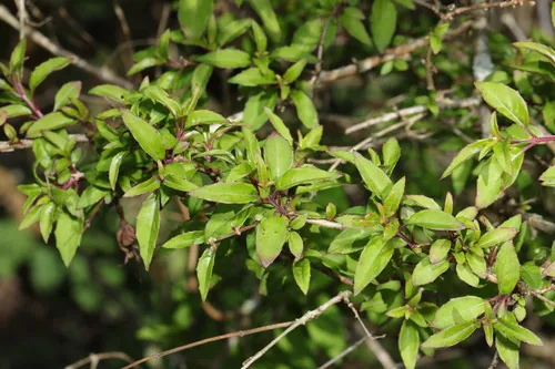 hardy fuchsia (Fuchsia magellanica), photograph