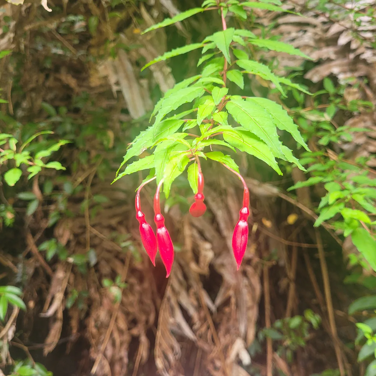 hardy fuchsia (Fuchsia magellanica), photograph