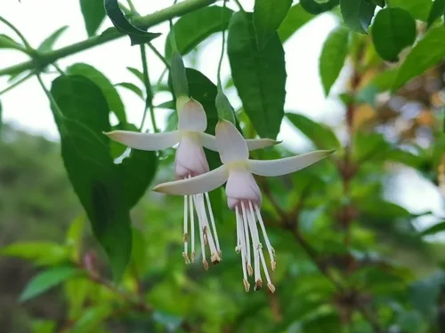 hardy fuchsia (Fuchsia magellanica), photograph