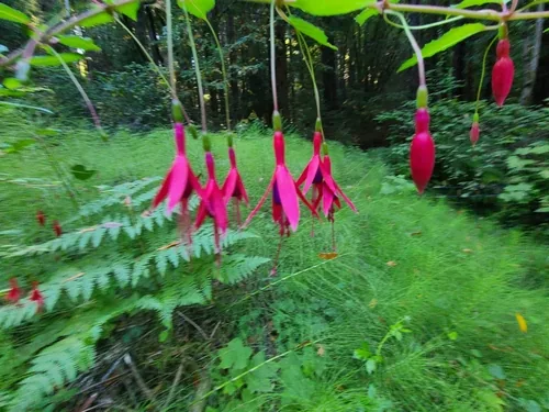 Photo: no rights reserved · CC0 · via iNaturalist hardy fuchsia (Fuchsia magellanica), photograph