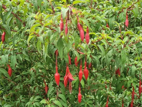 hardy fuchsia (Fuchsia magellanica), photograph