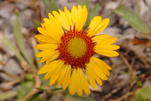 Gaillardia (Gaillardia aristata), photograph