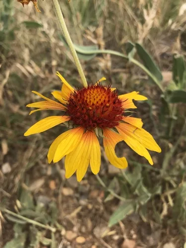 gaillardia (Gaillardia aristata), photograph