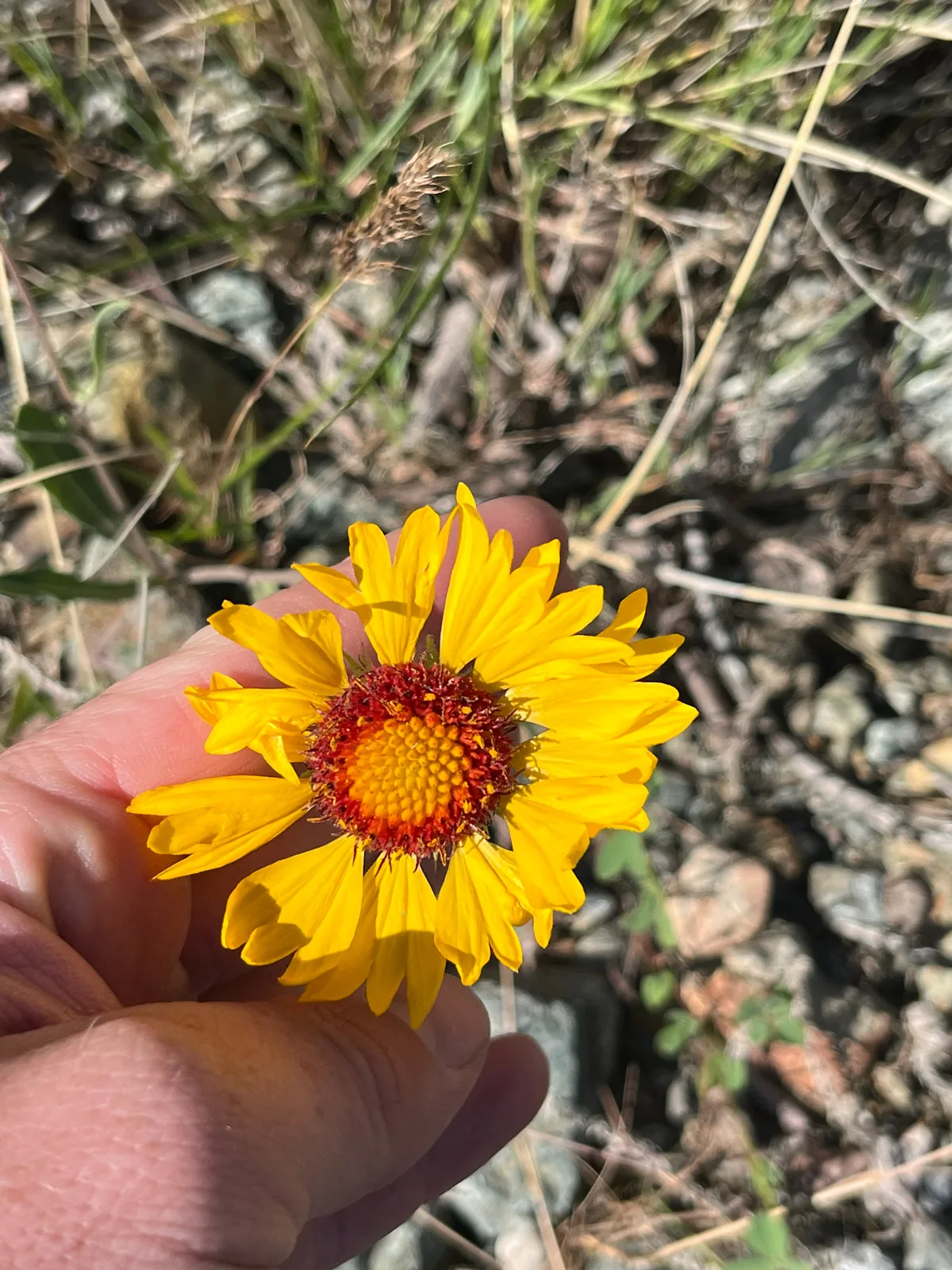 Gaillardia (Gaillardia aristata), photograph