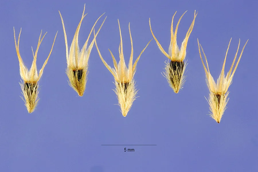 Gaillardia (Gaillardia aristata), photograph