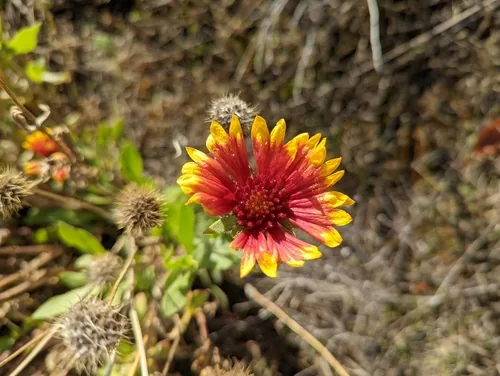 Photo: (c) Matt Muir, some rights reserved (CC BY) · cc-by · via iNaturalist Gaillardia (Gaillardia aristata), photograph