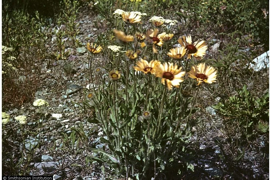 Gaillardia (Gaillardia aristata), photograph
