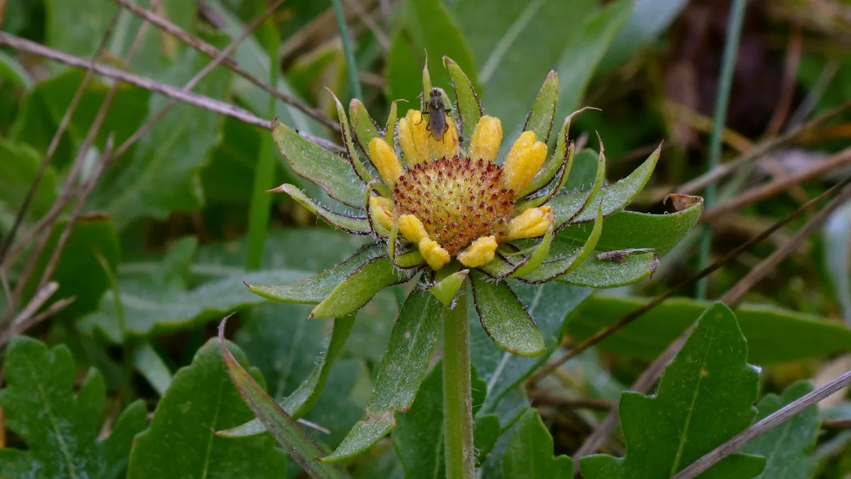 Photo: Patrick Le Mao, via iNaturalist · CC0 · via GBIF Blanket Flower (Gaillardia × grandiflora), photograph