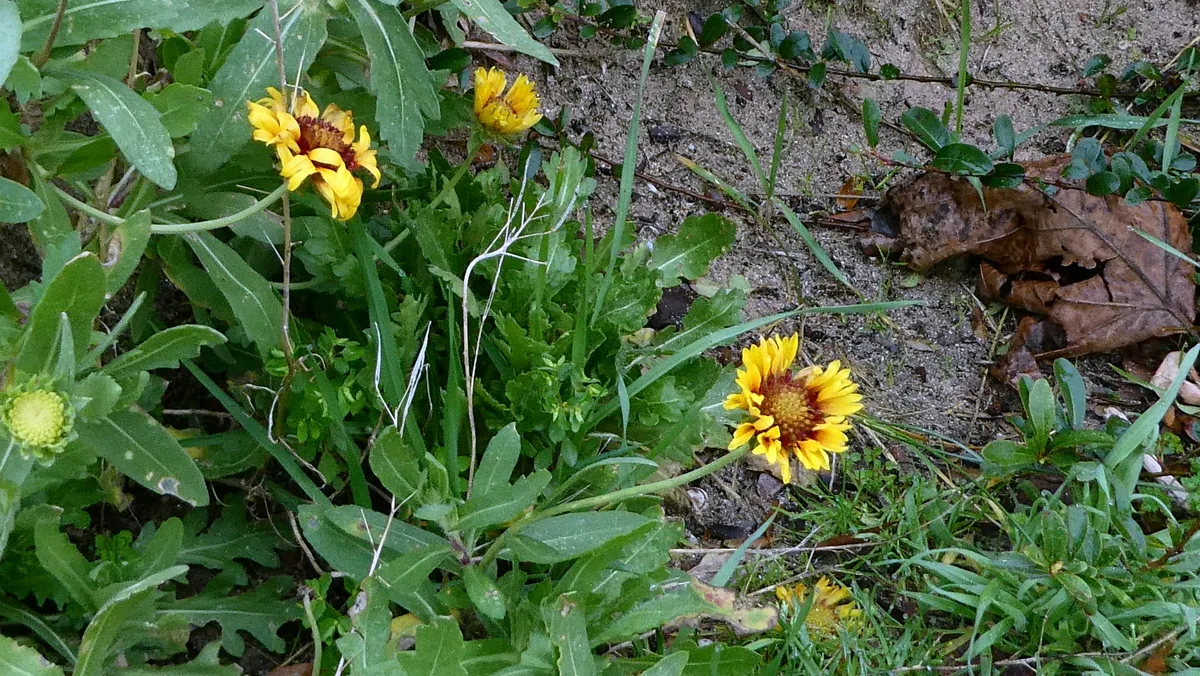 Photo: Patrick Le Mao, via iNaturalist · CC0 · via GBIF blanket flower (Gaillardia × grandiflora), photograph