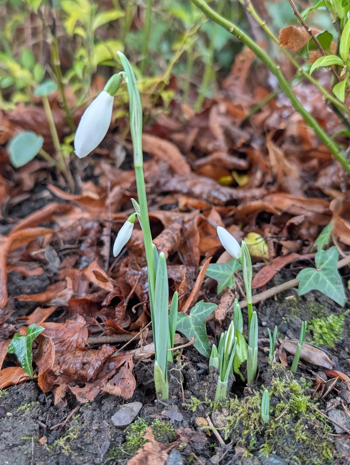 Snowdrop (Galanthus nivalis), photograph