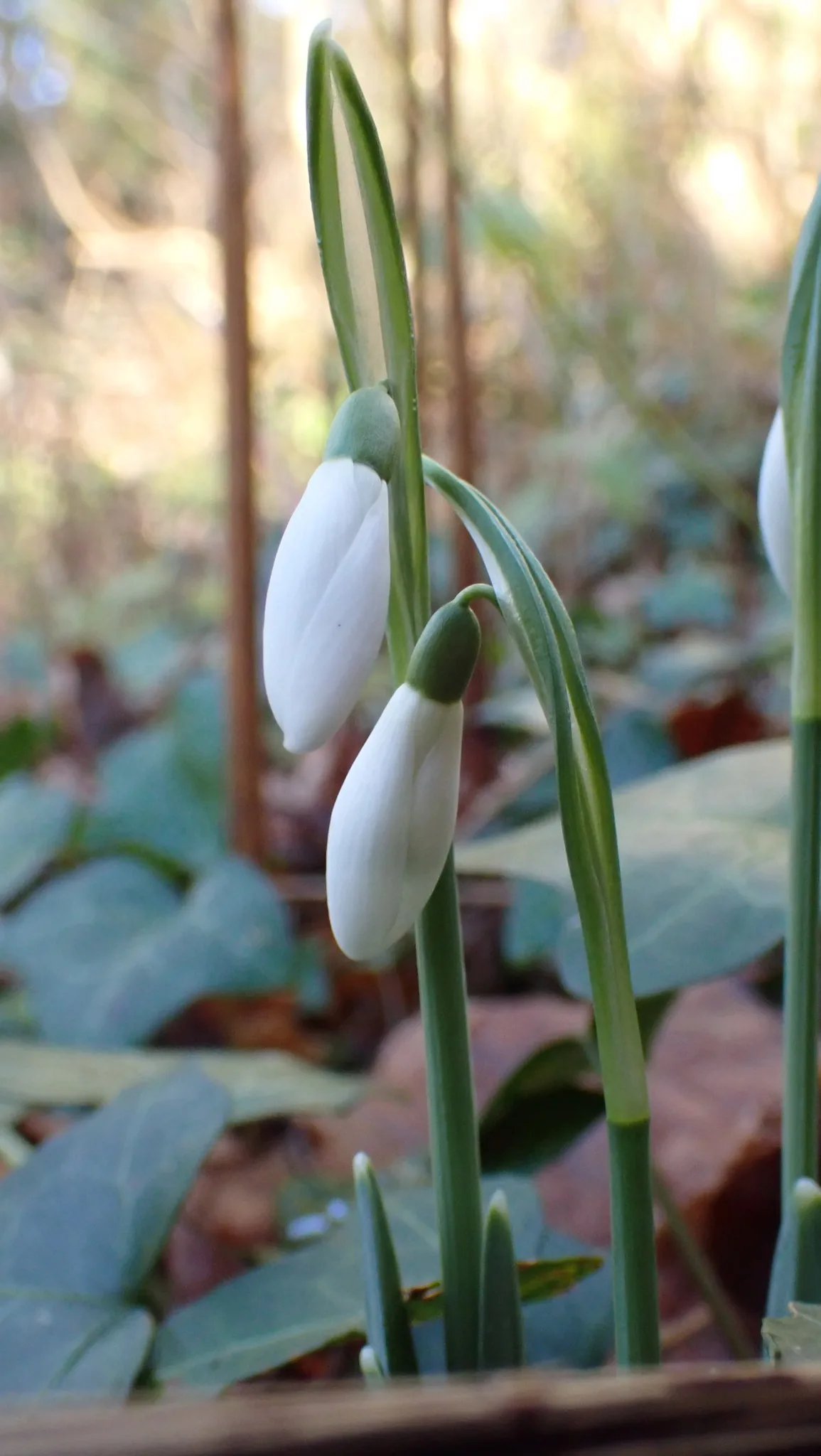 Snowdrop (Galanthus nivalis), photograph