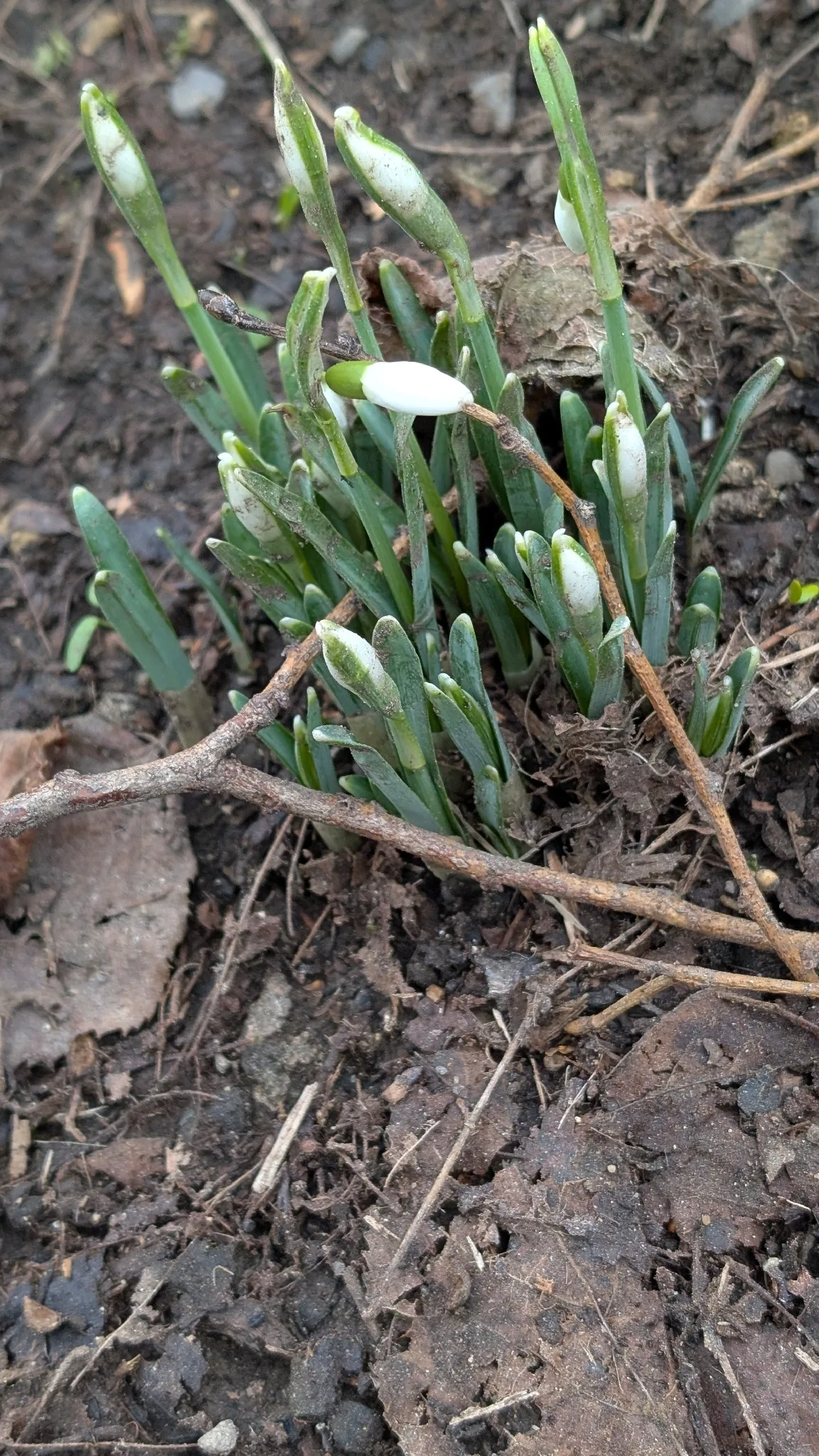 Snowdrop (Galanthus nivalis), photograph