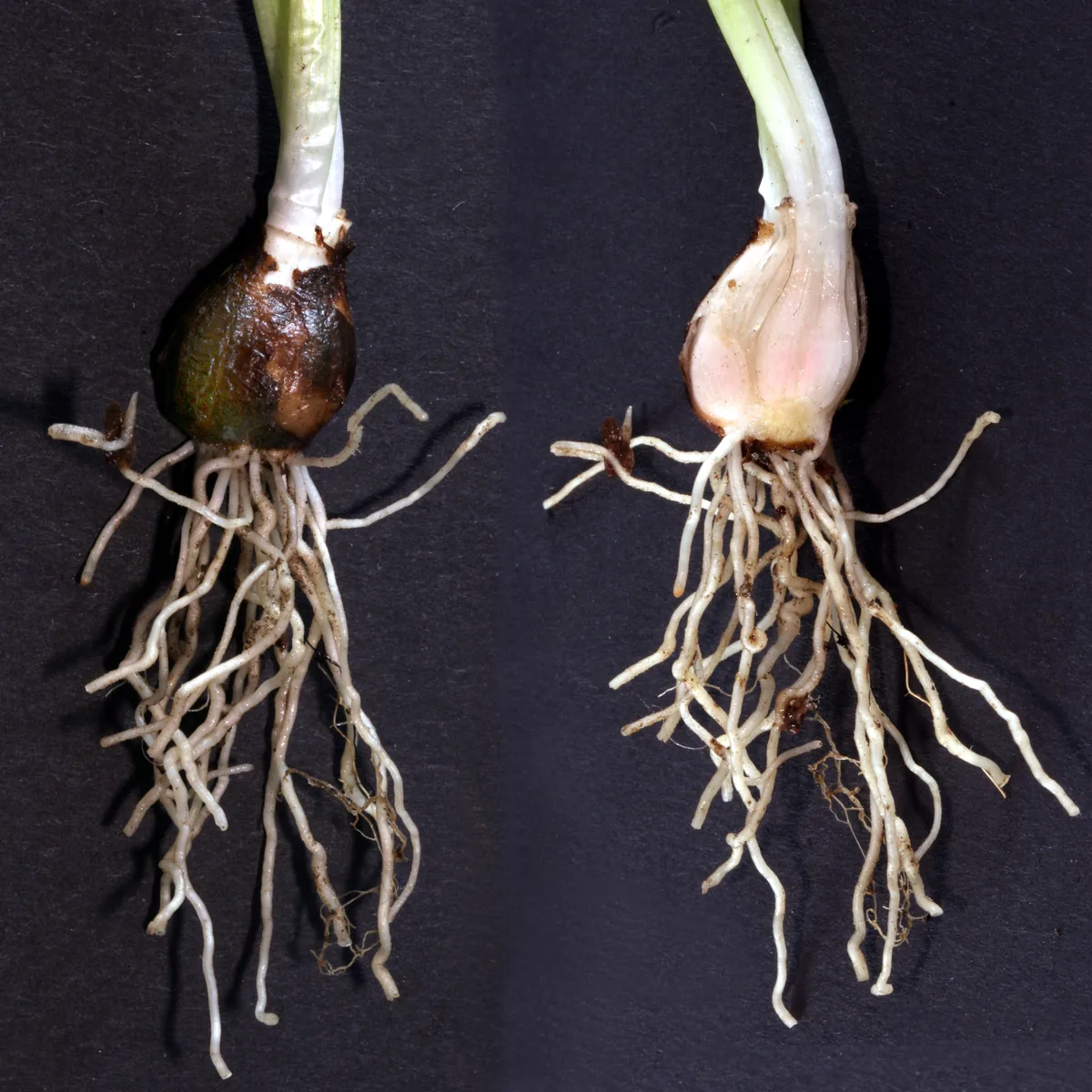 Photo: Kuebi = Armin Kübelbeck, via Wikimedia Commons · CC BY-SA 3.0 · via Wikimedia Snowdrop (Galanthus nivalis), photograph