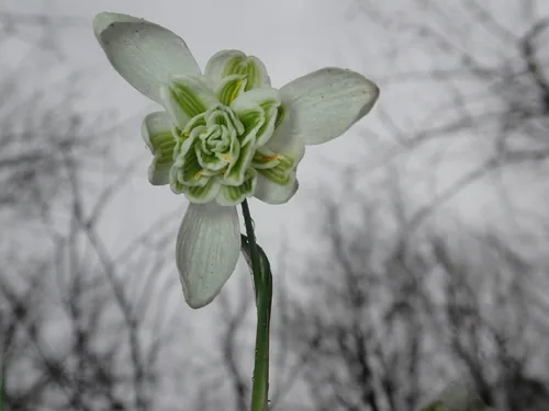 Snowdrop (Galanthus nivalis), photograph