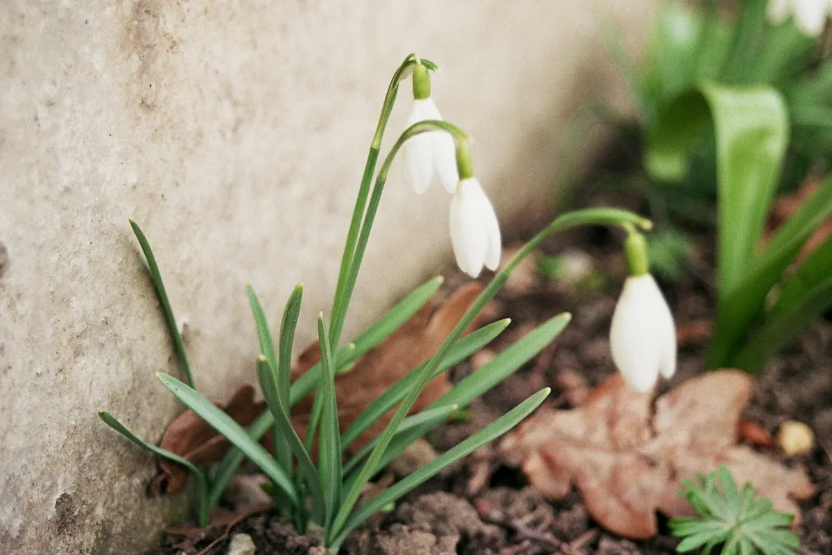 Photo: larsjuh · CC BY 2.0 · via Wikimedia Commons snowdrop (Galanthus nivalis), photograph