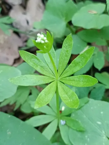 Photo: (c) Vladimir Atachkin, some rights reserved (CC BY) · cc-by · via iNaturalist Sweet Woodruff (Galium odoratum), photograph