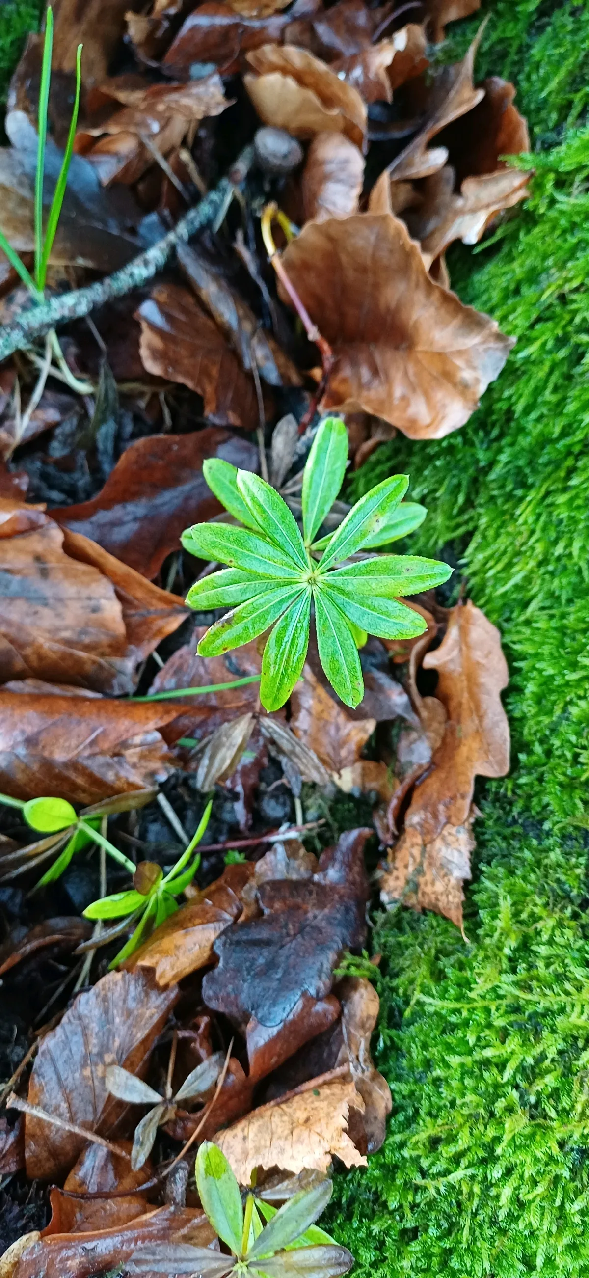 Sweet Woodruff (Galium odoratum), photograph