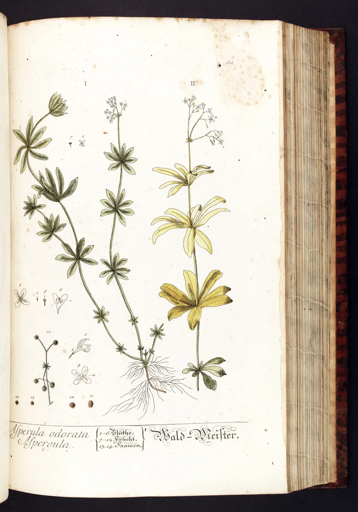 Sweet Woodruff (Galium odoratum), botanical illustration