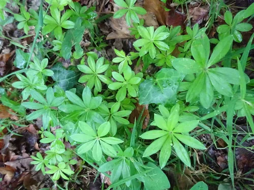 Sweet Woodruff (Galium odoratum), photograph