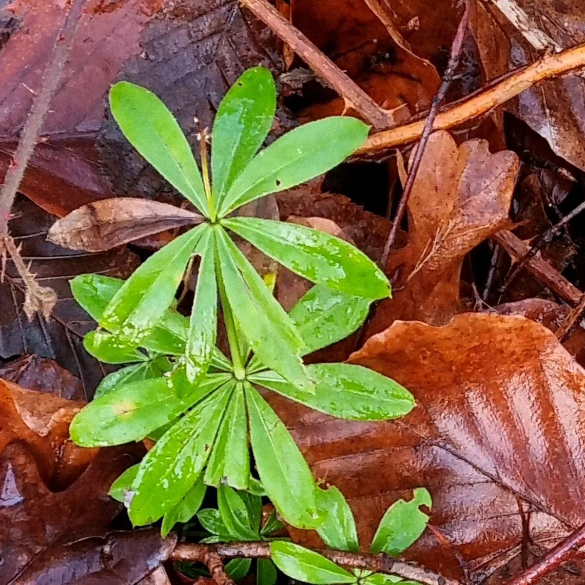 Sweet Woodruff (Galium odoratum), photograph