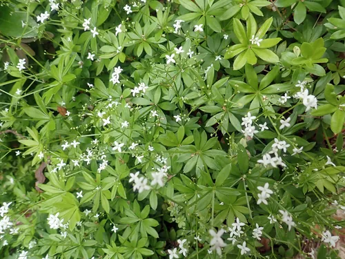 Photo: no rights reserved · CC0 · via iNaturalist sweet woodruff (Galium odoratum), photograph