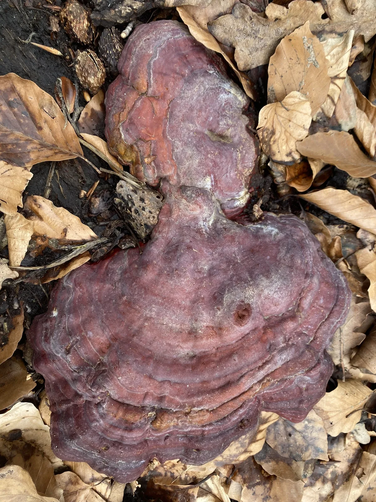 Reishi (Ganoderma lucidum), photograph