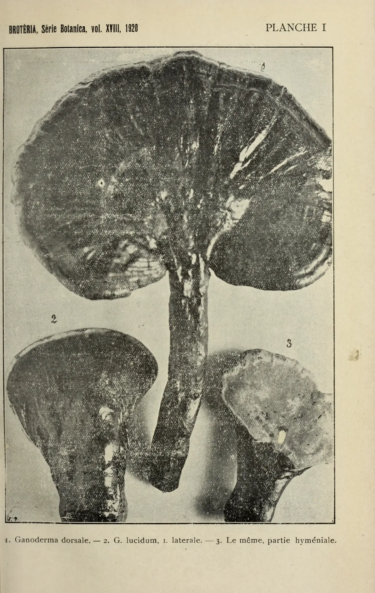 Reishi (Ganoderma lucidum), botanical illustration
