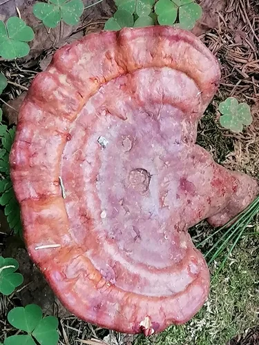 Reishi (Ganoderma lucidum), photograph