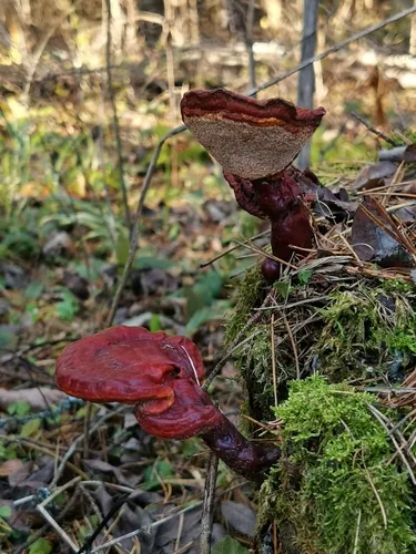 Photo: (c) Elena_Sherehora, some rights reserved (CC BY) · cc-by · via iNaturalist Reishi (Ganoderma lucidum), photograph