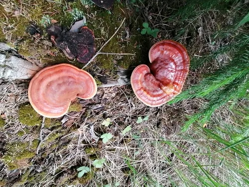 reishi (Ganoderma lucidum), photograph