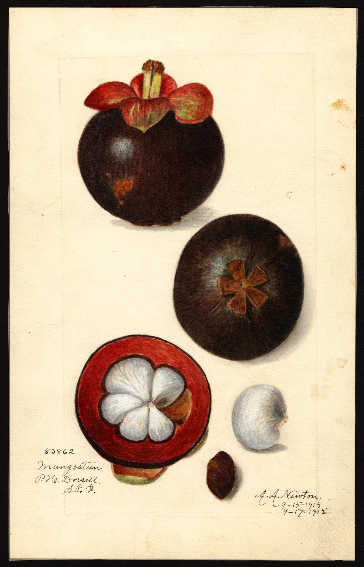Mangosteen (Garcinia mangostana), botanical illustration