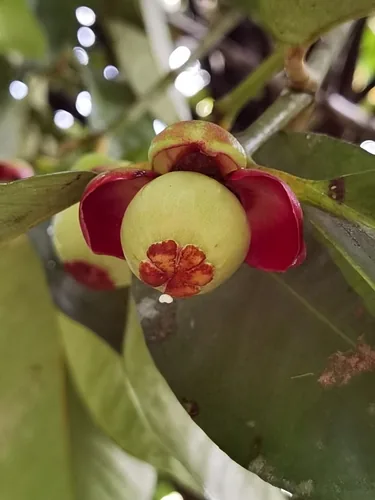 Photo: (c) Eduardo Chacón Madrigal, some rights reserved (CC BY) · cc-by · via iNaturalist Mangosteen (Garcinia mangostana), photograph