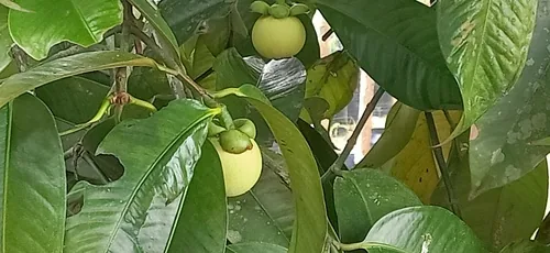 Mangosteen (Garcinia mangostana), photograph