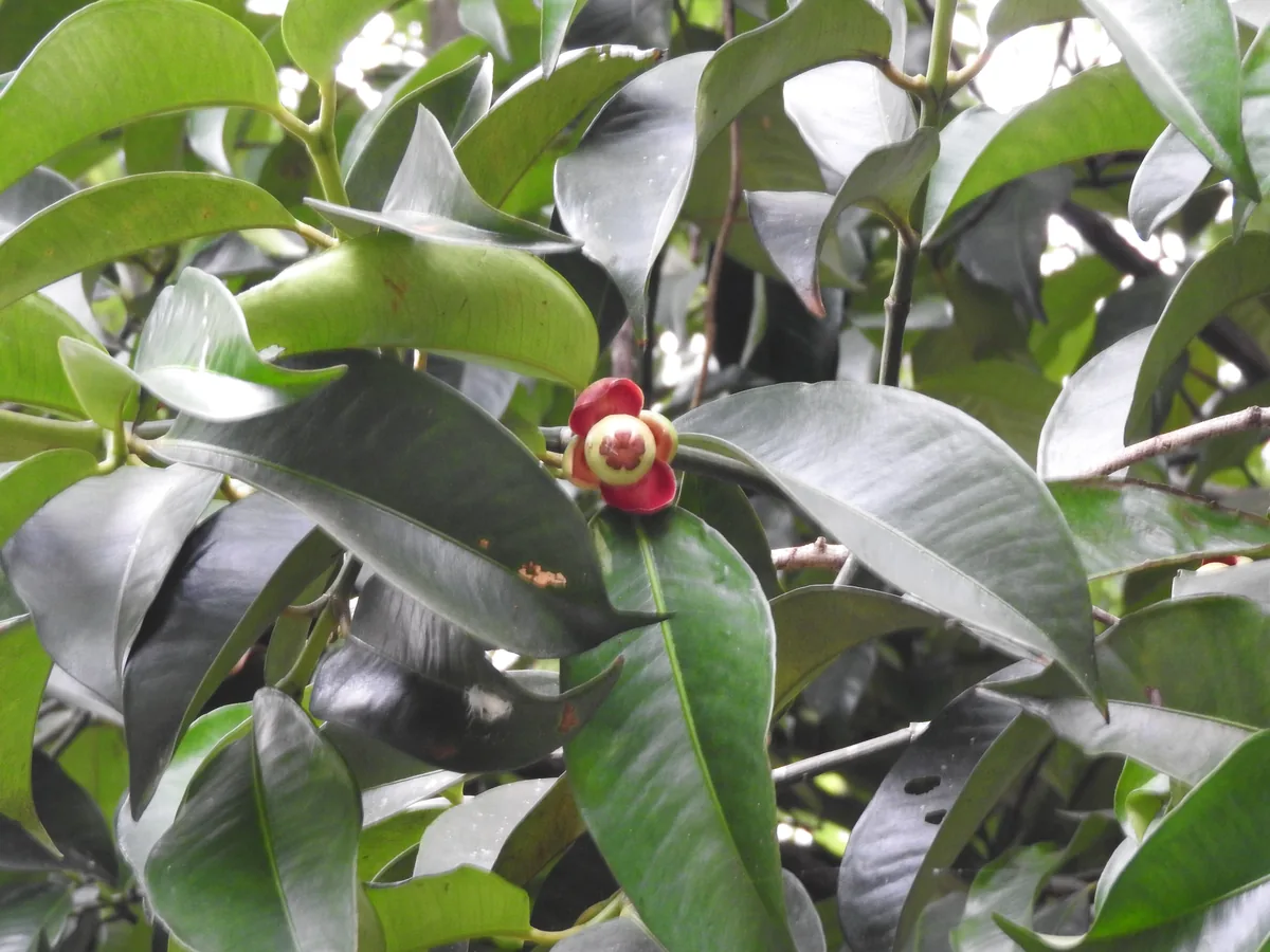 Mangosteen (Garcinia mangostana), photograph