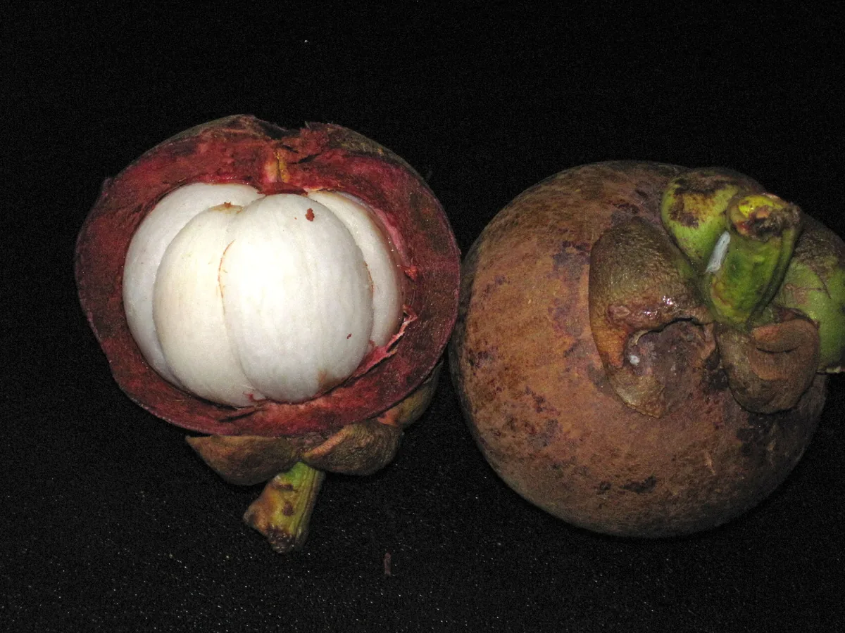 Photo: Kristof Zyskowski & Yulia Bereshpolova · CC BY 2.0 · via Wikimedia Commons mangosteen (Garcinia mangostana), photograph